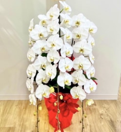 【千代田区神田】就任祝いに贈る豪華な胡蝶蘭