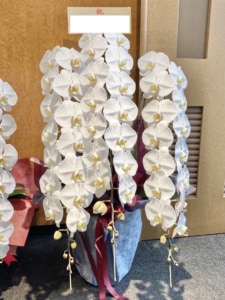 【豊島区巣鴨】就任祝いの豪華な胡蝶蘭 【豊島区巣鴨】就任祝いの豪華な胡蝶蘭