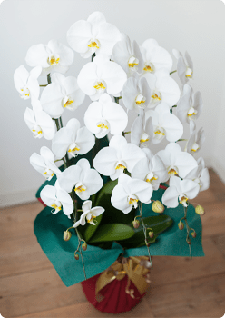 phalaenopsis-img01