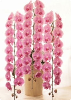 phalaenopsis-img03